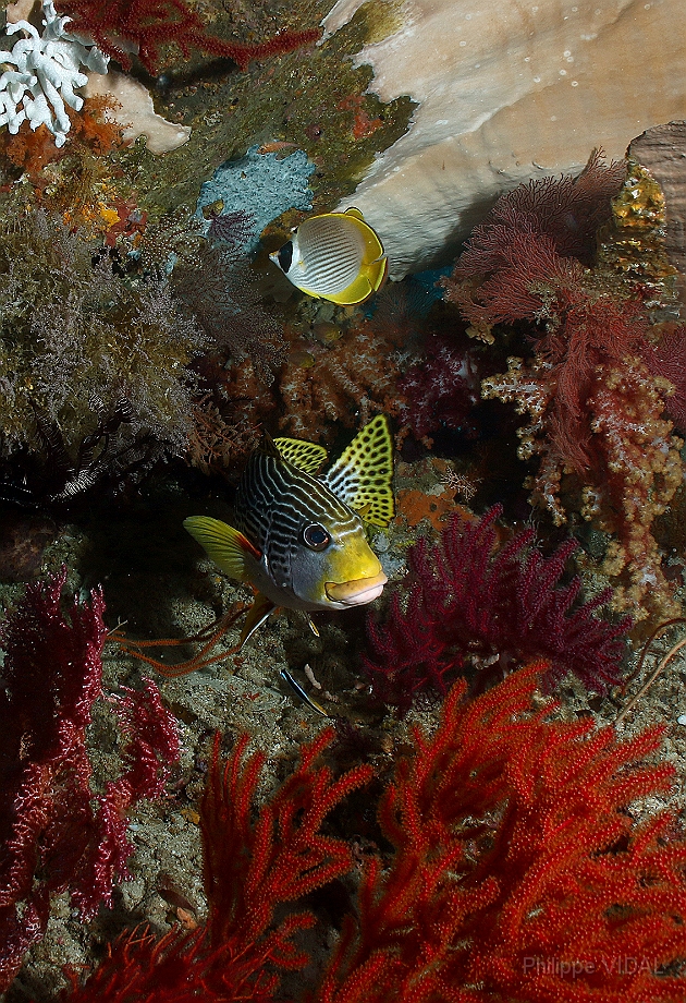 Raja Ampat 2016 - Plectorhinchus lineatus - Diagonal banded sweetlips - Gaterin a lignes - IMG_4949_rc.jpg